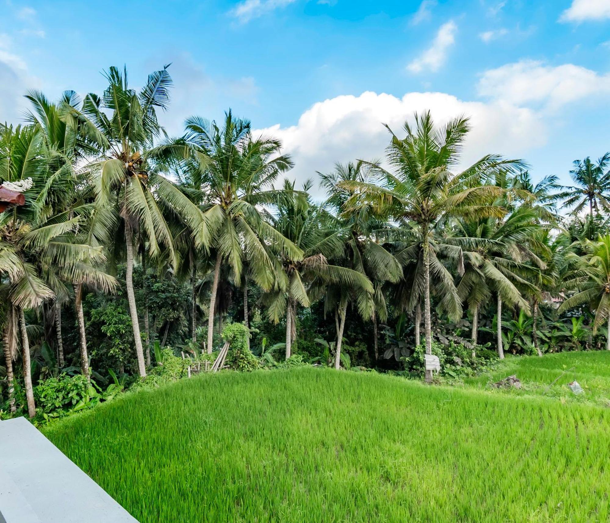 As I Am Ubud Retreat Стая снимка