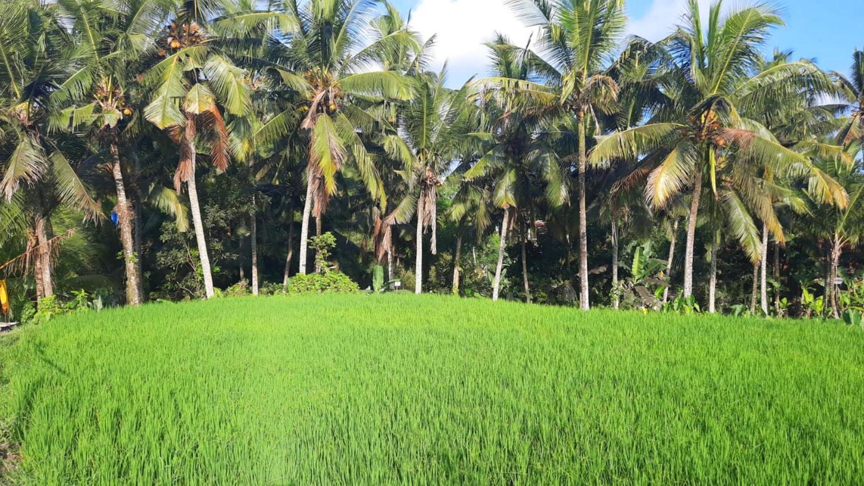 As I Am Ubud Retreat Екстериор снимка