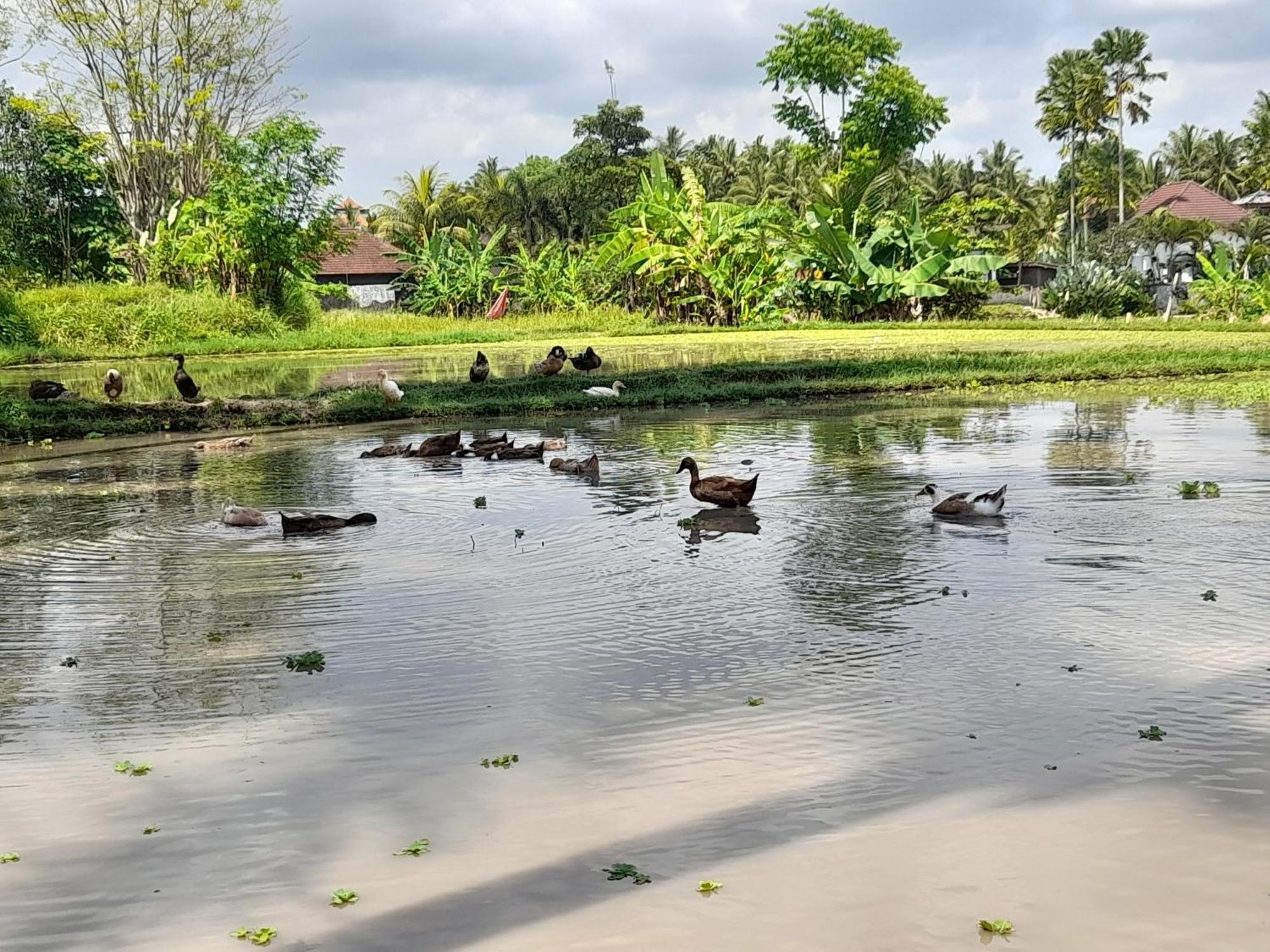 As I Am Ubud Retreat Екстериор снимка